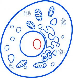 Tutorial de dibujo: Bacteria 8