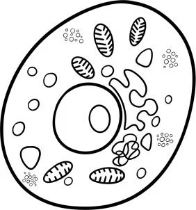 Tutorial de dibujo: Bacteria 9