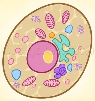 Tutorial de dibujo: Bacteria 10