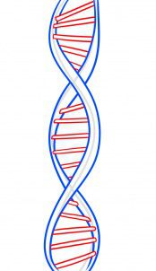 How to draw: DNA