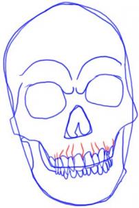Come disegnare: Cranio 7