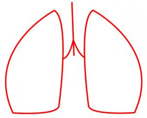 How to draw: Lungs