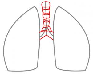 Tutorial de dibujo: Pulmones 2