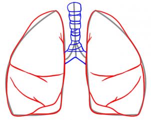 Tutorial de dibujo: Pulmones 3