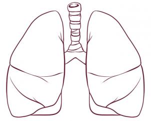 Tutorial de dibujo: Pulmones 4