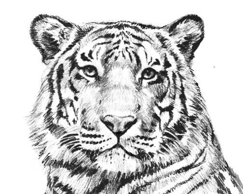 Dibujos para colorear para adultos: Tigre