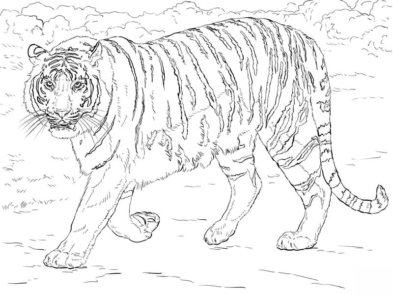 ausmalbilder für erwachsene tiger zum ausdrucken