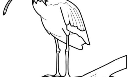 Coloring pages: Ibis