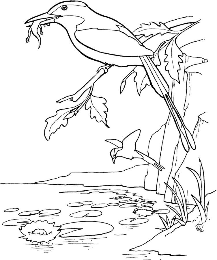 Coloring pages: Kingfisher 10