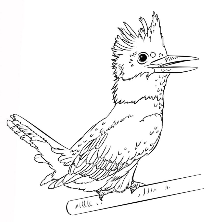 Coloring pages: Kingfisher 23