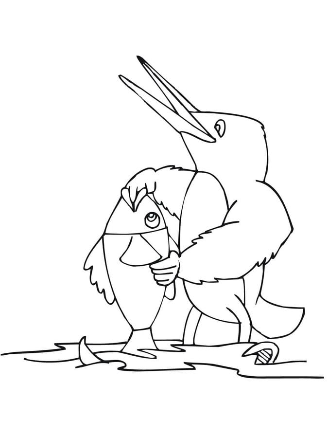 Coloring pages: Kingfisher 4