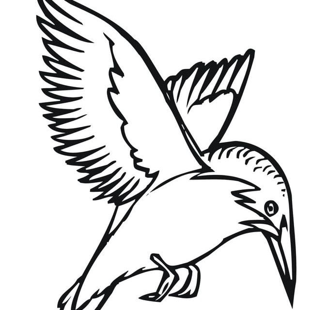Coloring pages: Kingfisher