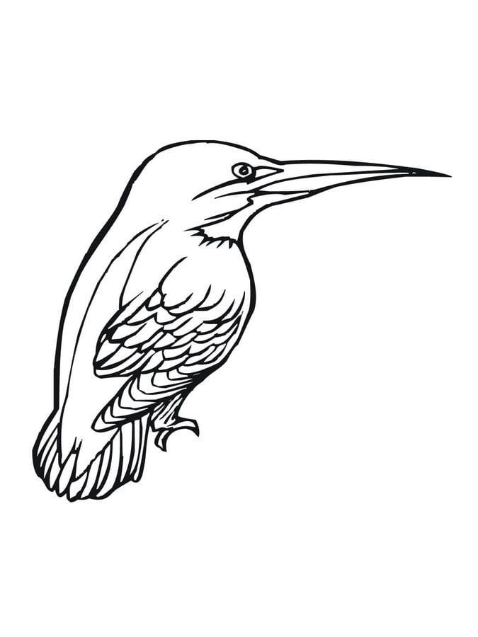 Coloring pages: Kingfisher 6