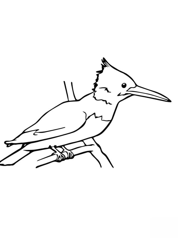 Coloring pages: Kingfisher 7