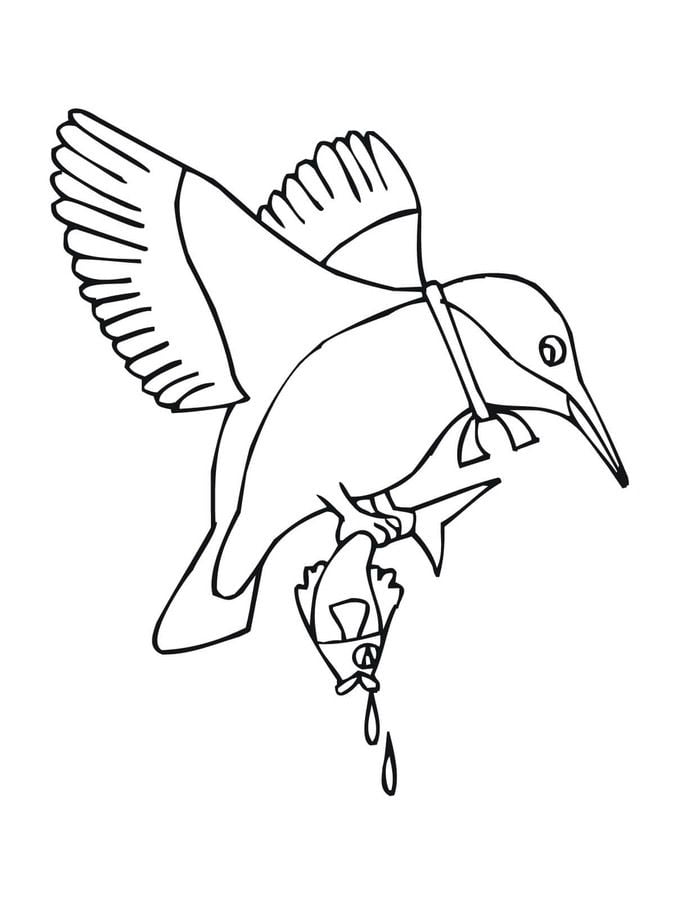 Coloring pages: Kingfisher 8