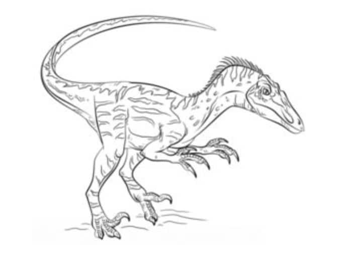 How to draw: Velociraptor