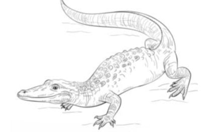 Zeichnen Tutorial: Alligator