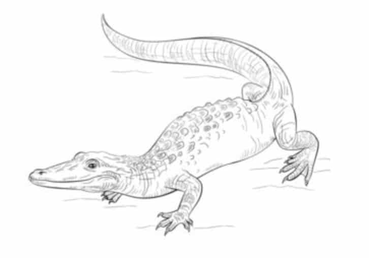 How to draw: Alligator