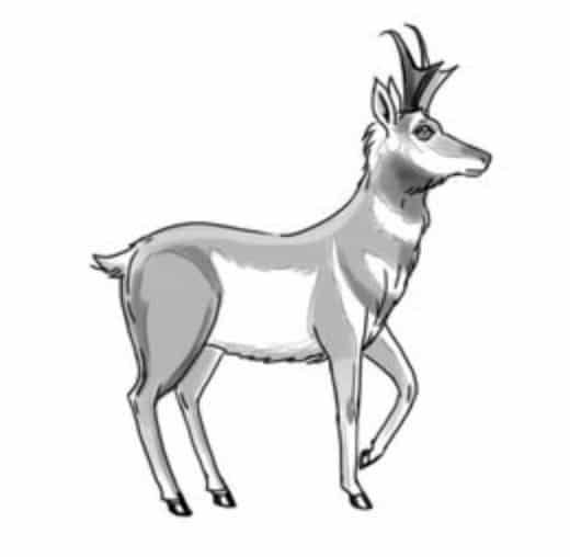 How to draw: Antelope