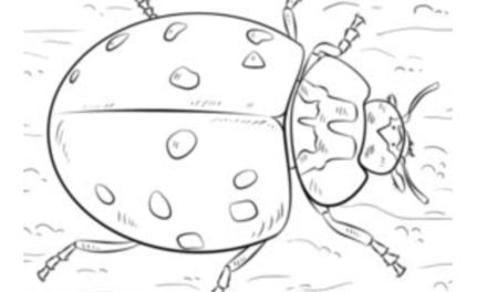 How to draw: Ladybug