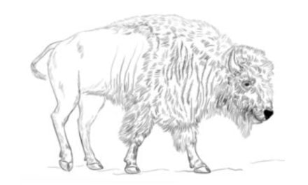 Zeichnen Tutorial: Bison