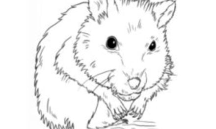 Zeichnen Tutorial: Hamster