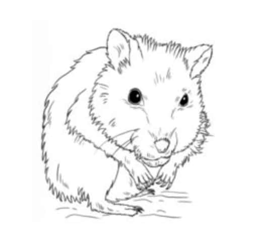 Zeichnen Tutorial: Hamster