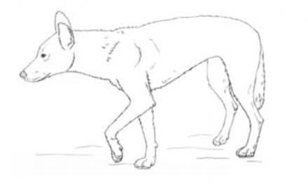 Zeichnen Tutorial: Dingo
