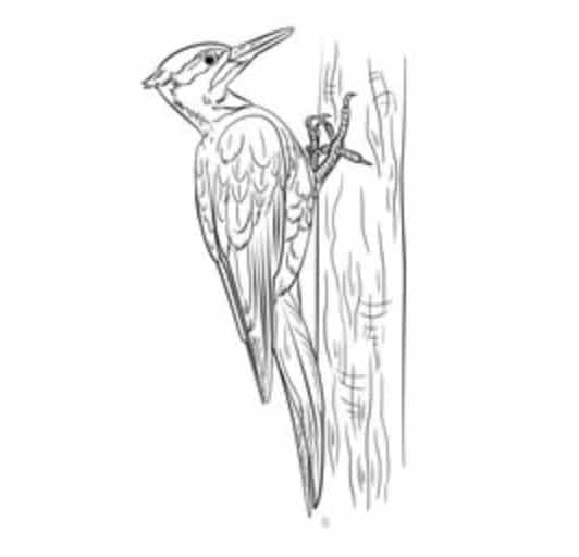 How to draw: Woodpecker