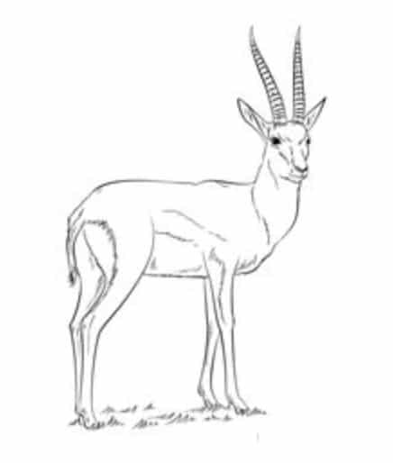 How to draw: Gazelle