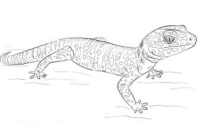 Zeichnen Tutorial: Gecko