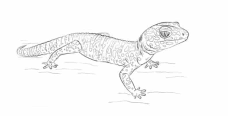 Zeichnen Tutorial: Gecko