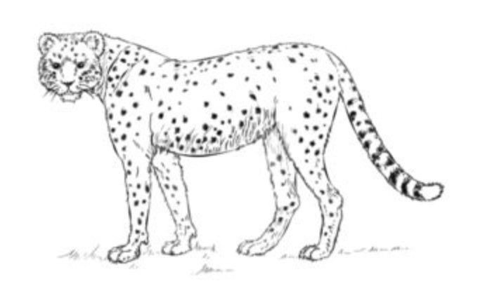 How to draw: Cheetah