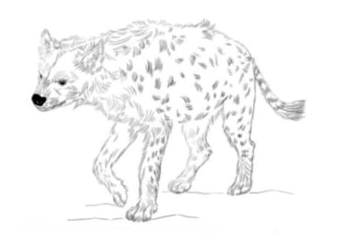 How to draw: Hyena