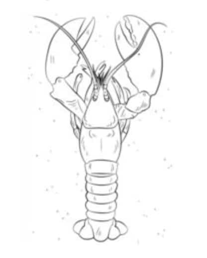 How to draw: Lobster