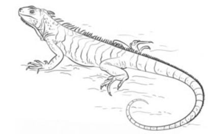 Tutorial de dibujo: Iguana