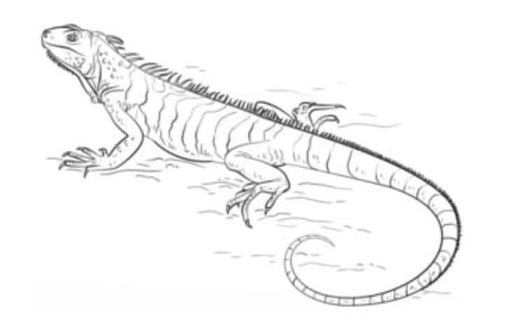 How to draw: Iguana