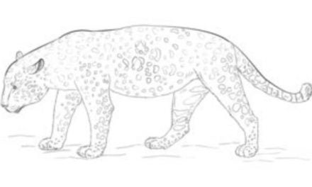 Tutorial de dibujo: Jaguar