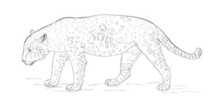 How to draw: Jaguar