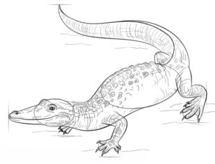 How to draw: Alligator
