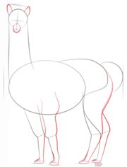 How to draw: Alpaca 4