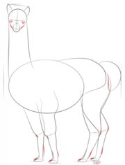How to draw: Alpaca