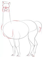 Come disegnare: Alpaca 6