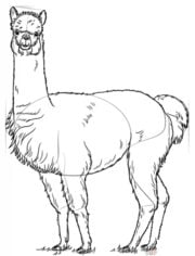 How to draw: Alpaca 7