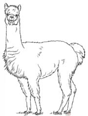 How to draw: Alpaca 8