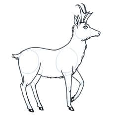 Zeichnen Tutorial: Antilope