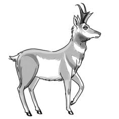 Comment Dessiner: Antilope