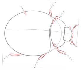 How to draw: Ladybug 4
