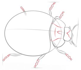 How to draw: Ladybug 5