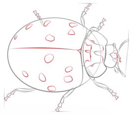 How to draw: Ladybug 6